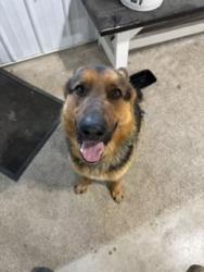 Found/Stray Male Dog last seen Timpson Ave and 76th St, Kent County, MI 49302