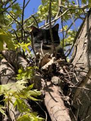 Found/Stray Male Cat last seen Near Longview drive Antioch, Antioch, IL 60002