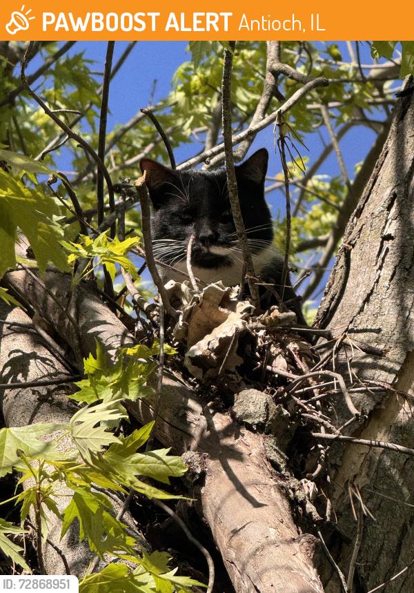 Found/Stray Male Cat last seen Near Longview drive Antioch, Antioch, IL 60002