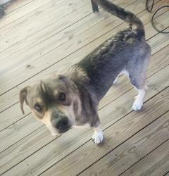 Found/Stray Male Dog last seen Considine & Basset, Cincinnati, OH 45205