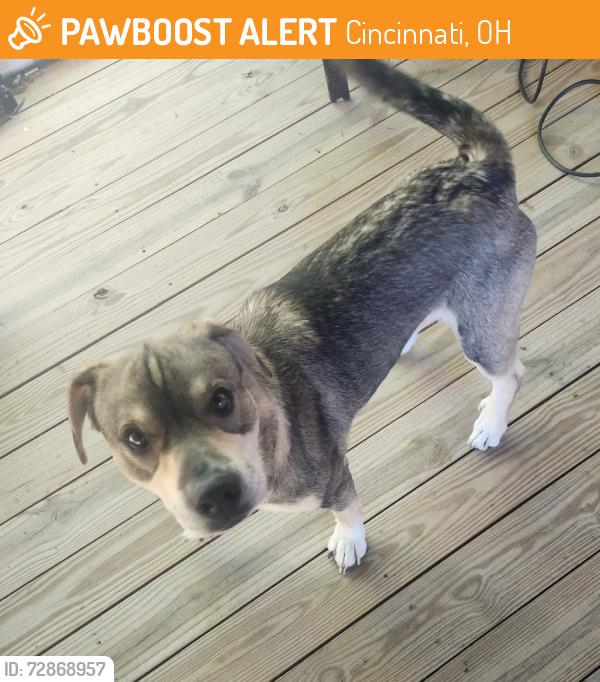 Found/Stray Male Dog last seen Considine & Basset, Cincinnati, OH 45205