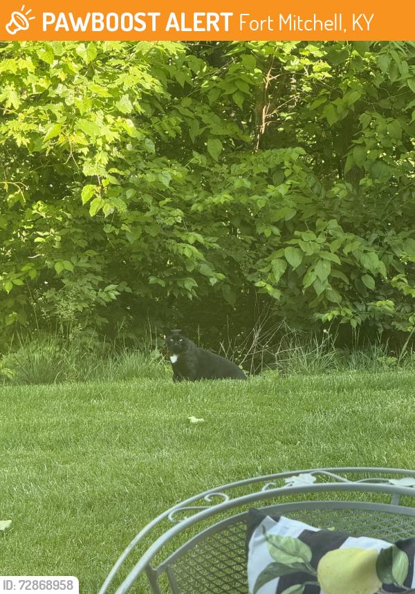 Found/Stray Male Cat last seen Piazza Ridge , Fort Mitchell, KY 41017
