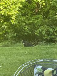 Found/Stray Male Cat last seen Piazza Ridge , Fort Mitchell, KY 41017