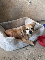 Found/Stray Female Dog last seen Rosedale North elementary, Bakersfield, CA 93314