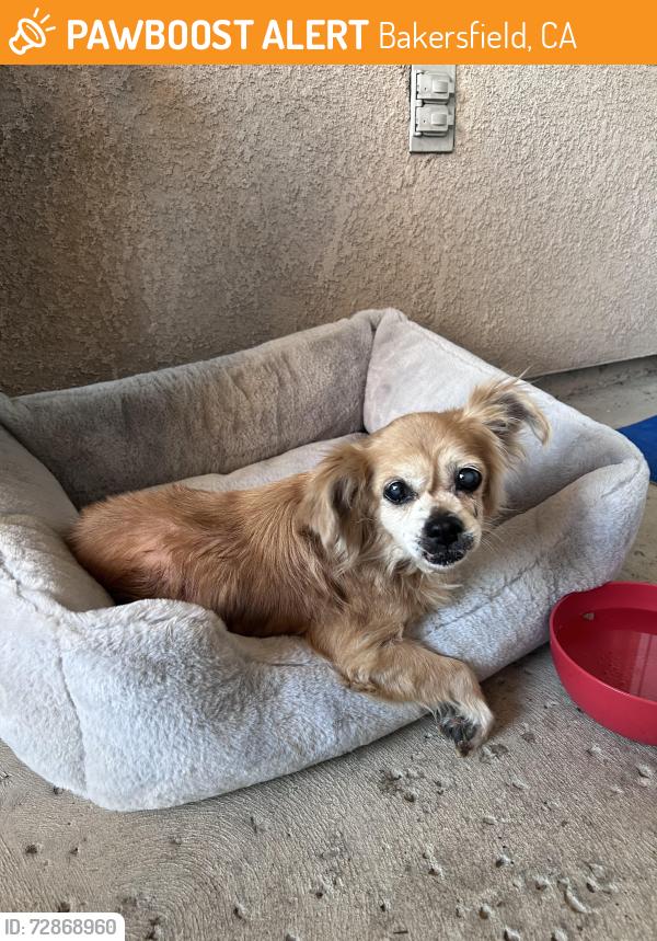 Found/Stray Female Dog last seen Rosedale North elementary, Bakersfield, CA 93314