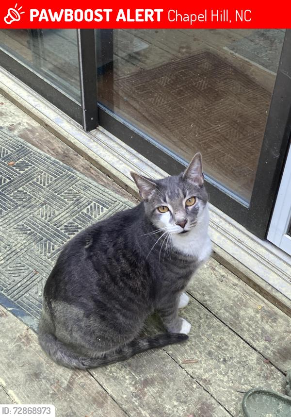 Lost Male Cat last seen Robins Woods, Chapel Hill, NC 27516