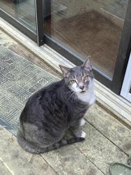 Lost Male Cat last seen Robins Woods, Chapel Hill, NC 27516