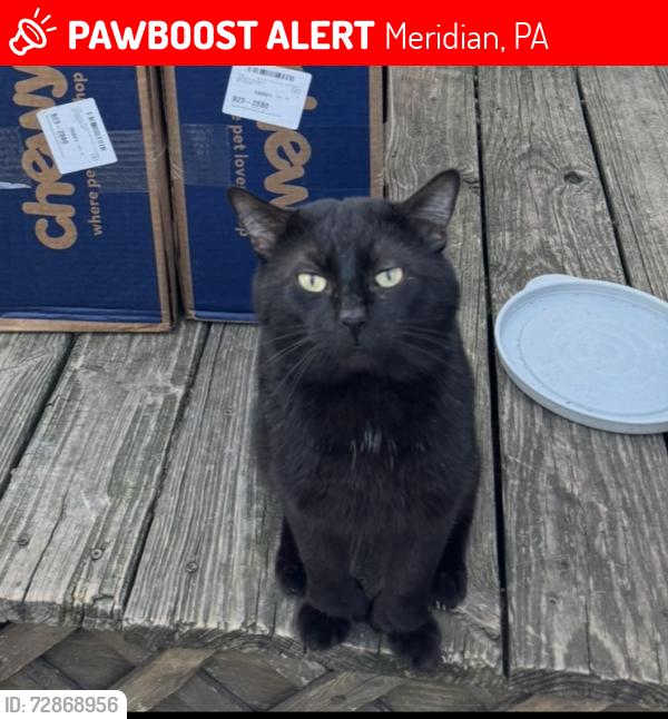 Lost Male Cat last seen Meridian Road near the old W Rick’s / Buttercup Road, Meridian, PA 16001