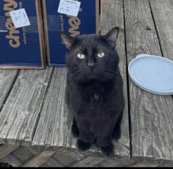 Lost Male Cat last seen Meridian Road near the old W Rick’s / Buttercup Road, Meridian, PA 16001