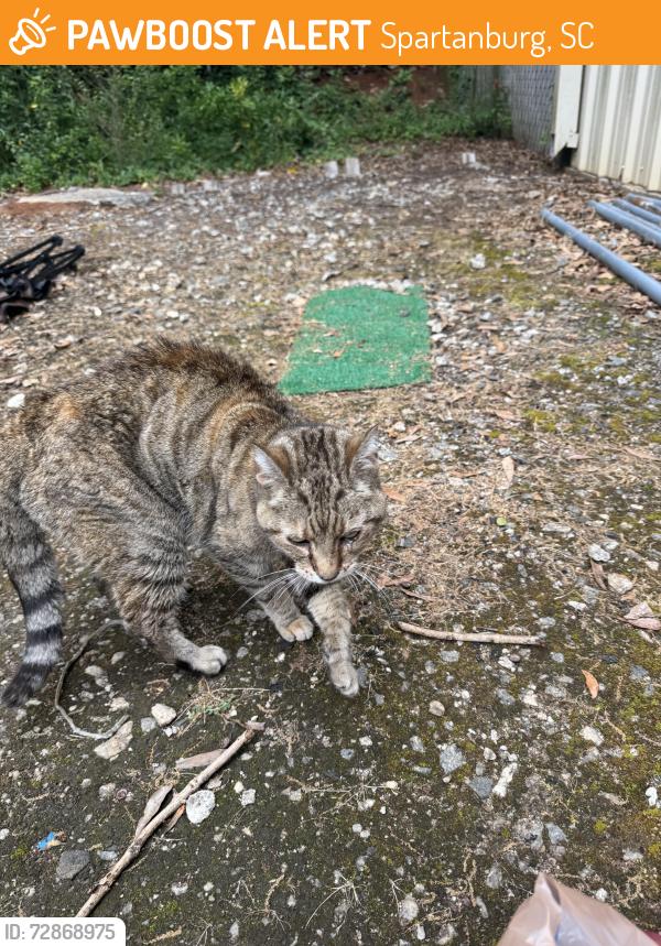 Found/Stray Unknown Cat last seen Lincare and all care kennel , Spartanburg, SC 29307