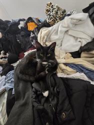 Lost Male Cat last seen The Oaks Apartments, Santa Clarita, CA 91387