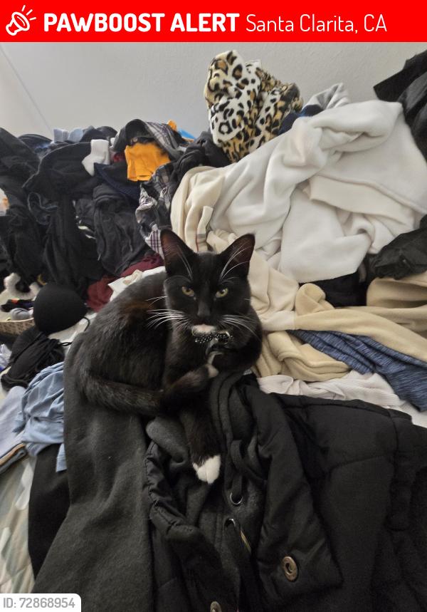 Lost Male Cat last seen The Oaks Apartments, Santa Clarita, CA 91387