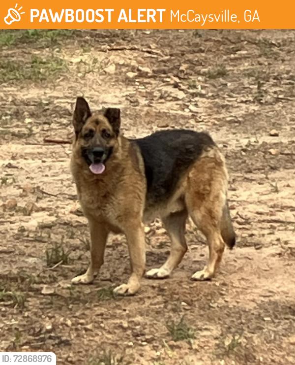 Found/Stray Unknown Dog last seen Lee’s Ride, McCaysville, GA 30555