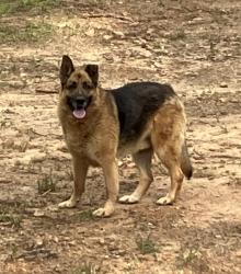 Found/Stray Unknown Dog last seen Lee’s Ride, McCaysville, GA 30555