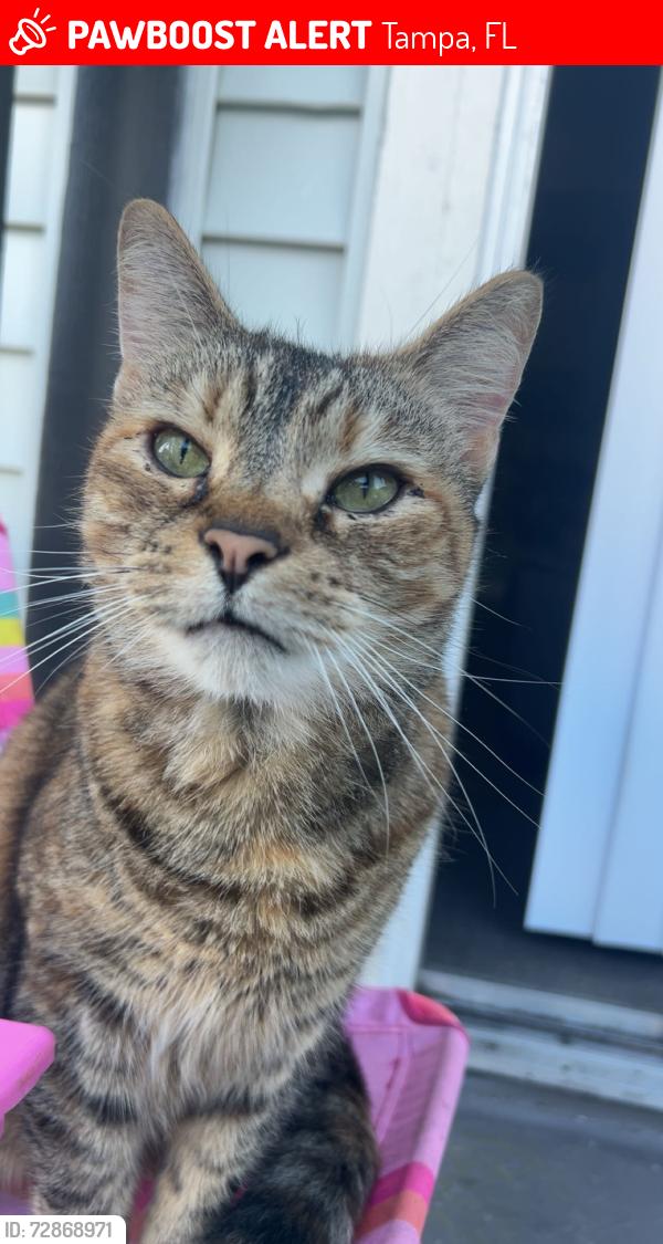 Lost Female Cat last seen Seven lakes apmts near Gaither highschool , Tampa, FL 33618