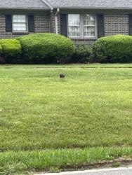 Found/Stray Unknown Dog last seen Richbourgh Rd and Edwards Rd, Greenville, SC 29615