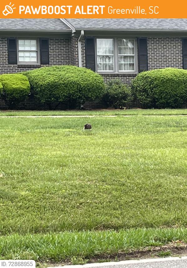 Found/Stray Unknown Dog last seen Richbourgh Rd and Edwards Rd, Greenville, SC 29615