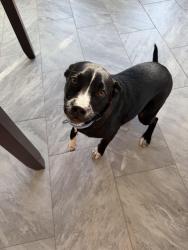 Found/Stray Male Dog last seen senisa springs , San Antonio, TX 78251