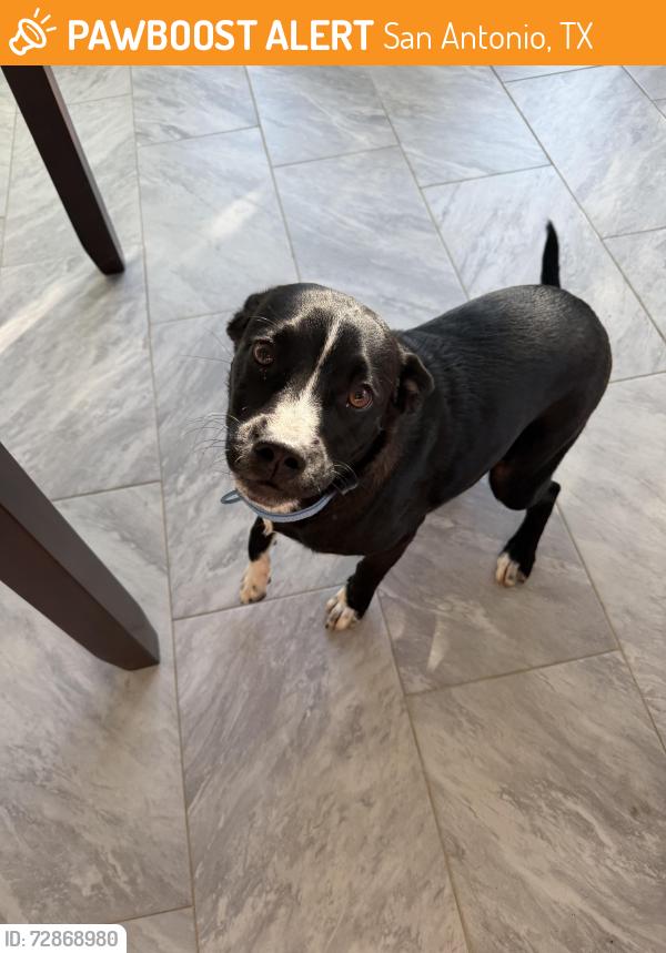 Found/Stray Male Dog last seen senisa springs , San Antonio, TX 78251