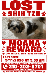 Lost Female Dog last seen Forest Mont St. and Forest ledge. Forest oaks community in Leon Valley, San Antonio, TX 78240