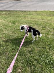 Lost Male Dog last seen Ran Through woods behind church, Cincinnati, OH 45225