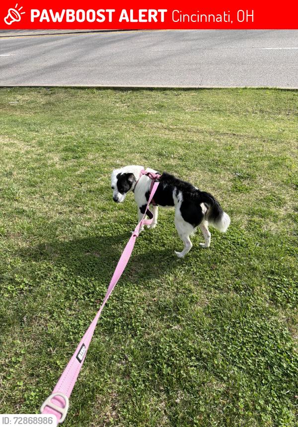 Lost Male Dog last seen Ran Through woods behind church, Cincinnati, OH 45225