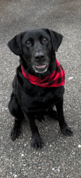 Lost Male Dog last seen Ramsey Rd and Old Pascagoula Rd , Grand Bay, AL 36541