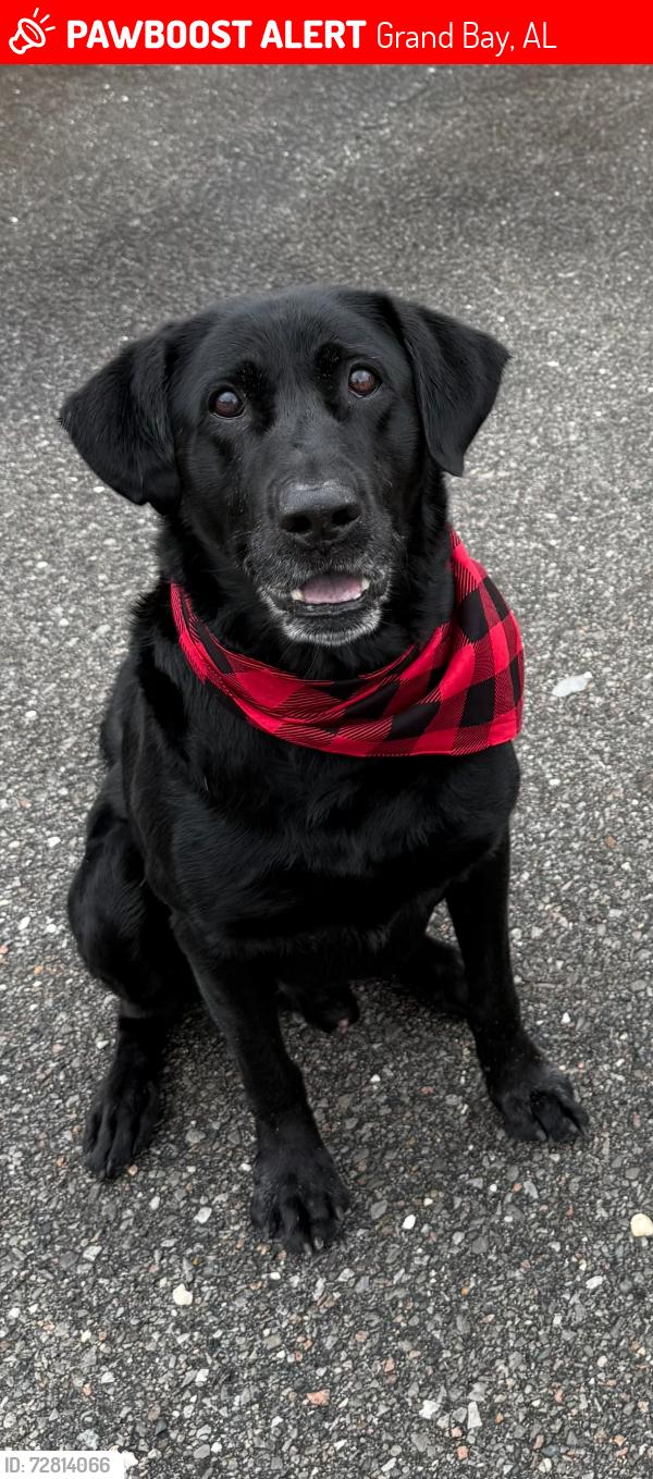 Lost Male Dog last seen Ramsey Rd and Old Pascagoula Rd , Grand Bay, AL 36541