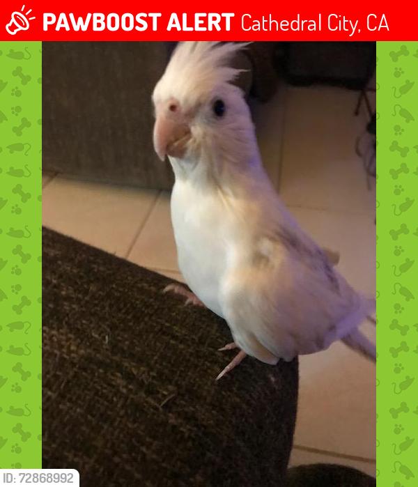 Lost Female Bird last seen Avenida Condesa and Espada, Cathedral City, CA 92234