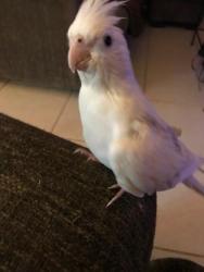Lost Female Bird last seen Avenida Condesa and Espada, Cathedral City, CA 92234