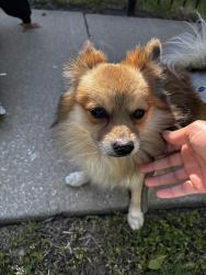 Found/Stray Male Dog last seen 89th and Wallace , Chicago, IL 60620