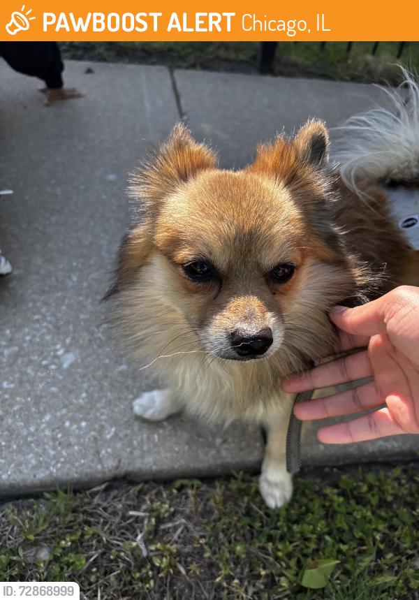 Found/Stray Male Dog last seen 89th and Wallace , Chicago, IL 60620