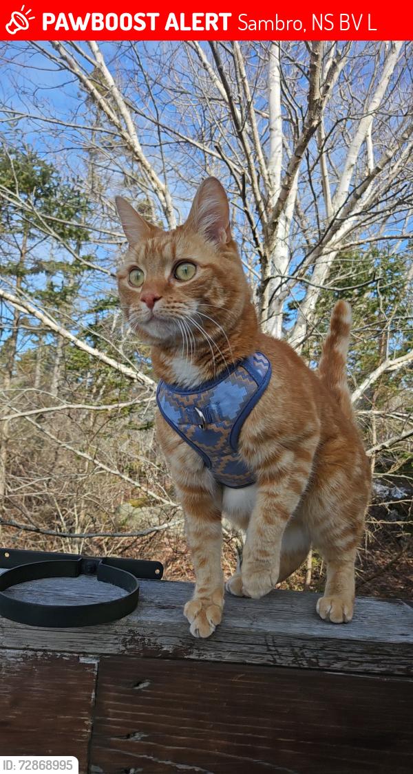 Lost Male Cat last seen Near mailboxes across from Hennebury street at the bottom of Ketch Harbour Road , Sambro, NS B3V 1L4
