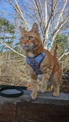 Lost Male Cat last seen Near mailboxes across from Hennebury street at the bottom of Ketch Harbour Road , Sambro, NS B3V 1L4