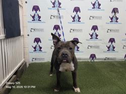 Shelter Stray Male Dog last seen , Orlando, FL 32839