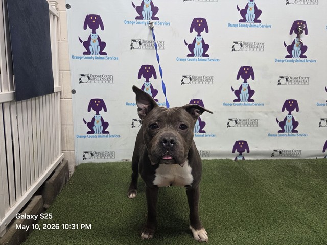 Shelter Stray Male Dog last seen , 2769 Conroy Rd, Orlando, FL 32839, USA