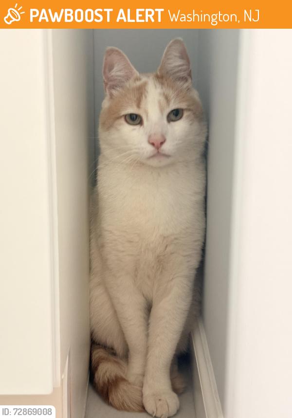 Found/Stray Unknown Cat last seen quick check washington nj , Washington, NJ 07882