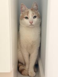 Found/Stray Unknown Cat last seen quick check washington nj , Washington, NJ 07882