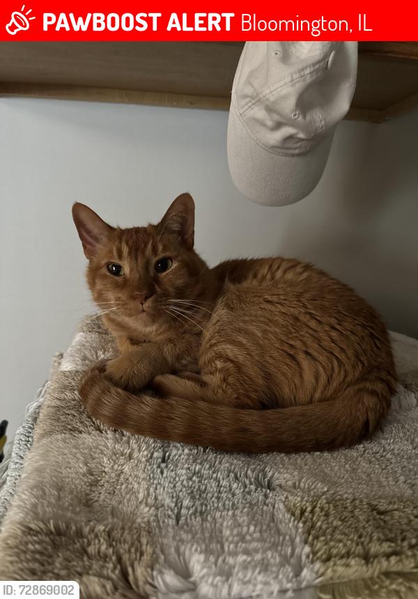 Lost Male Cat last seen Eagle Crest Neighborhood, Summerview Lane, Chesapeake Lane, Bloomington, IL 61704