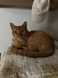 Lost Male Cat last seen Eagle Crest Neighborhood, Summerview Lane, Chesapeake Lane, Bloomington, IL 61704