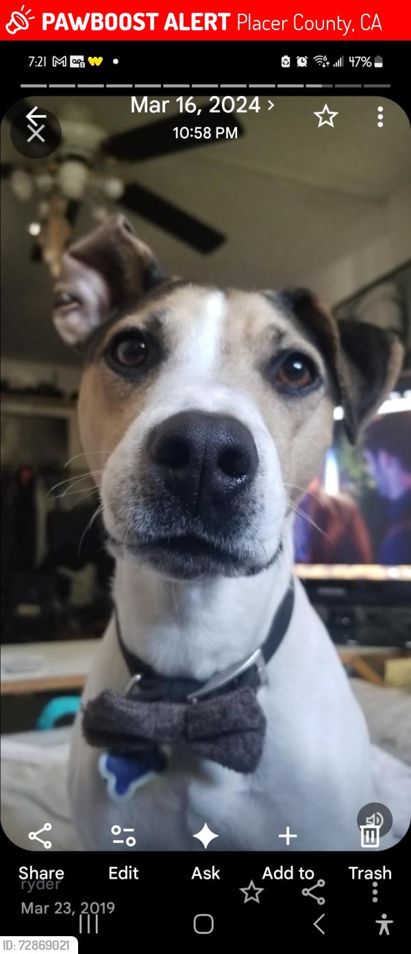 Lost Male Dog last seen Auburn, Placer County, CA 95631