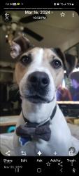 Lost Male Dog last seen Auburn, Placer County, CA 95631