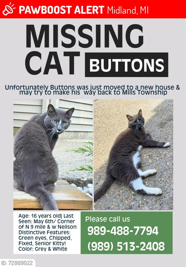 Lost Male Cat last seen Neilson Rd, Midland, MI 48640