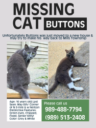 Lost Male Cat last seen Neilson Rd, Midland, MI 48640