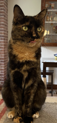 Reunited Female Cat last seen Entre avenue Dubuisson et Tellier Montréal, Montréal, QC H1L 4W9