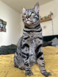 Reunited Male Cat last seen Cameron Park Drive, La Canada , Cameron Park, CA 95682