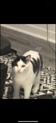 Lost Male Cat last seen Target, Boynton Beach, FL 33426
