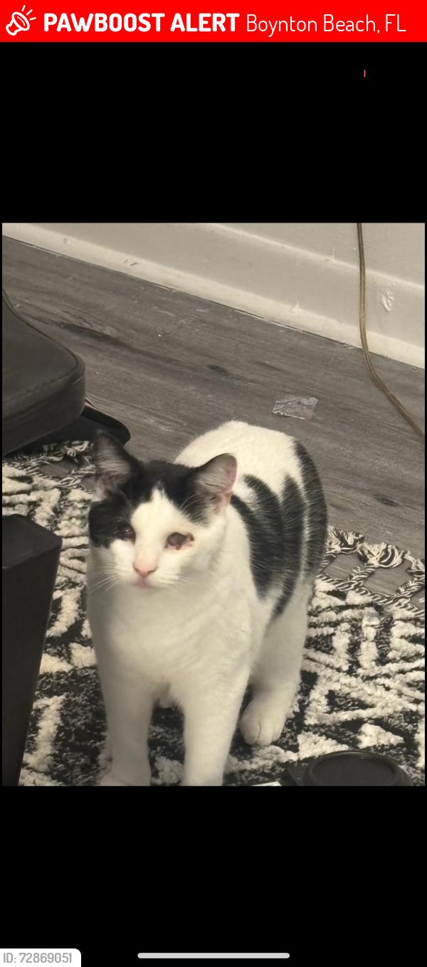 Lost Male Cat last seen Target, Boynton Beach, FL 33426