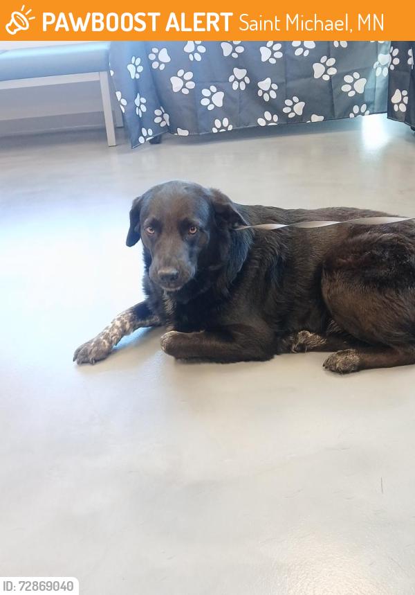 Found/Stray Female Dog last seen Near Labeaux Ave NE, St Michael, MN 55376, Saint Michael, MN 55376