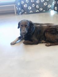Found/Stray Female Dog last seen Near Labeaux Ave NE, St Michael, MN 55376, Saint Michael, MN 55376